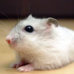 Le hamster chinois représente-t-il le meilleur animal de compagnie ?