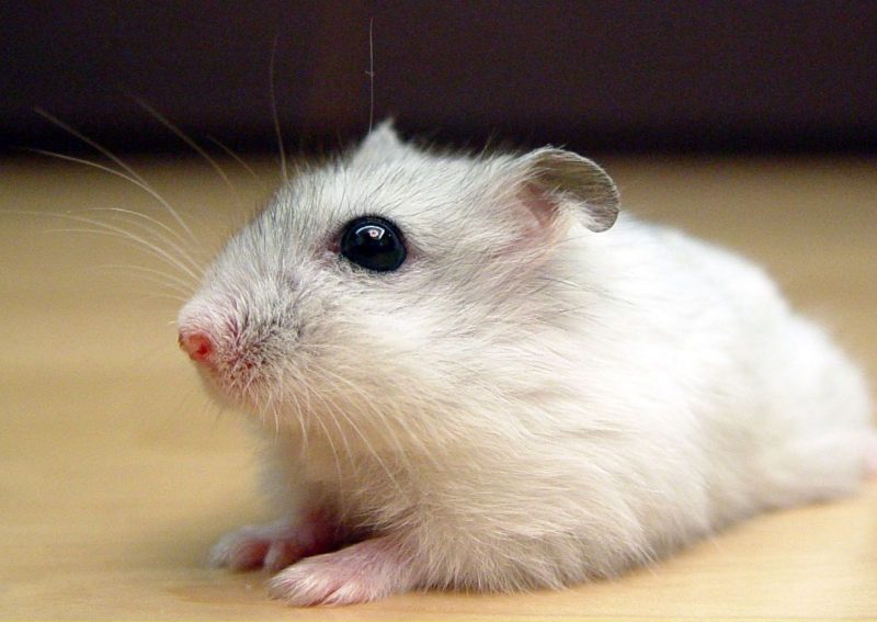 Hamster chinois : ce que vous devez savoir sur cette race