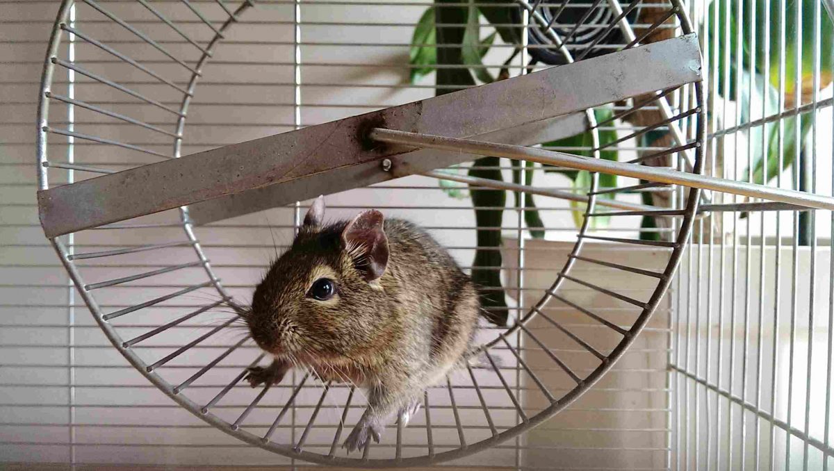Les meilleurs jouets pour hamster