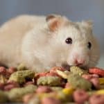 Guide pour donner à manger à un hamster