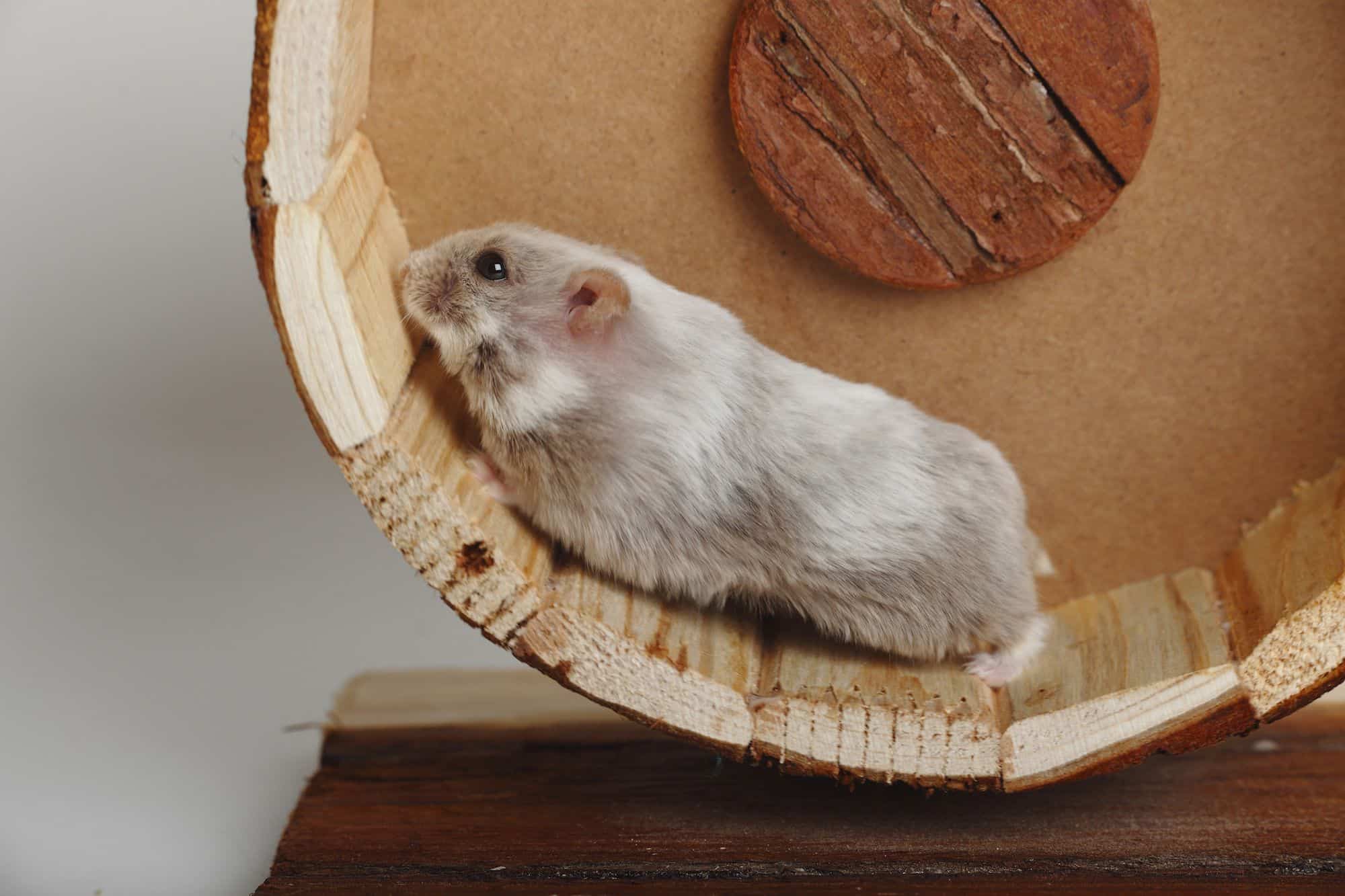 Tout savoir sur les roues pour hamster et leurs spécifications