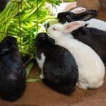 Que puis-je donner à mon lapin comme friandise ?