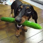 Friandise bio pour chien: pourquoi ce type de friandises sont bénéfiques pour votre animal domestique?
