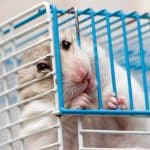 Trouver les meilleurs jouets pour votre hamster