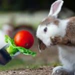 Friandise bio pour lapin - Quelles sont les meilleures friandises bio pour nos rongeurs?