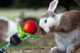 Friandise bio pour lapin – Quelles sont les meilleures friandises bio pour nos rongeurs?