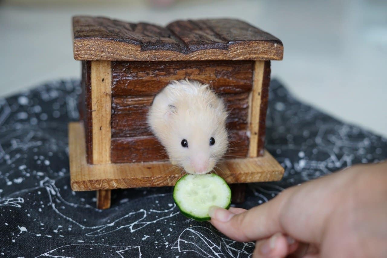Friandise bio pour hamster – Bien alimenter son hamster