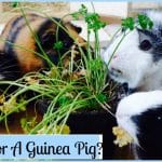Tout ce qu'il faut savoir avant d'adopter un cochon d'Inde