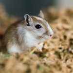 Quelles sont les variétés de la nourriture de la gerbille ?