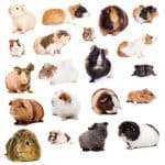 Ce qu'il faut savoir des races de cochon d'Inde