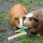 Friandises bio pour cochon d'inde - Bien choisir ses friandises bio
