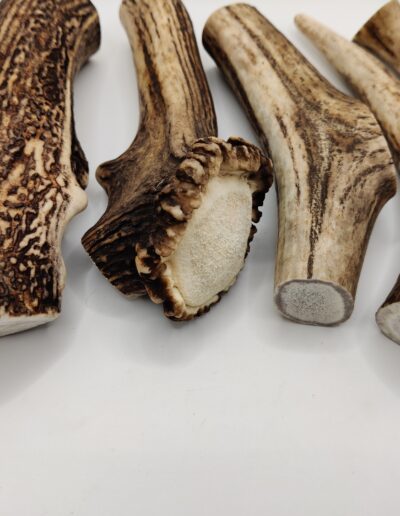 Bois de Cerf pour mastication