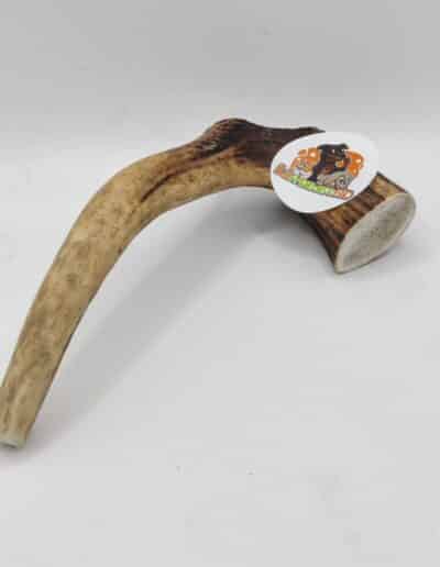 bois de cerf chiot