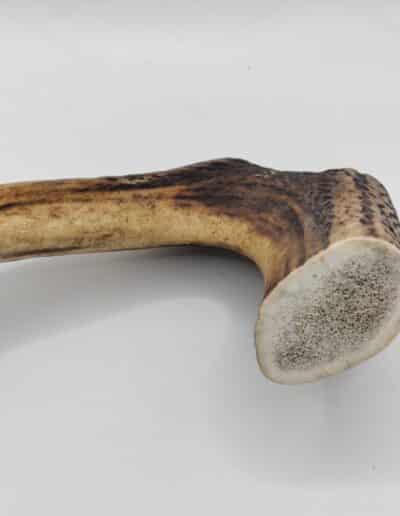 bois de cerf pour chiot