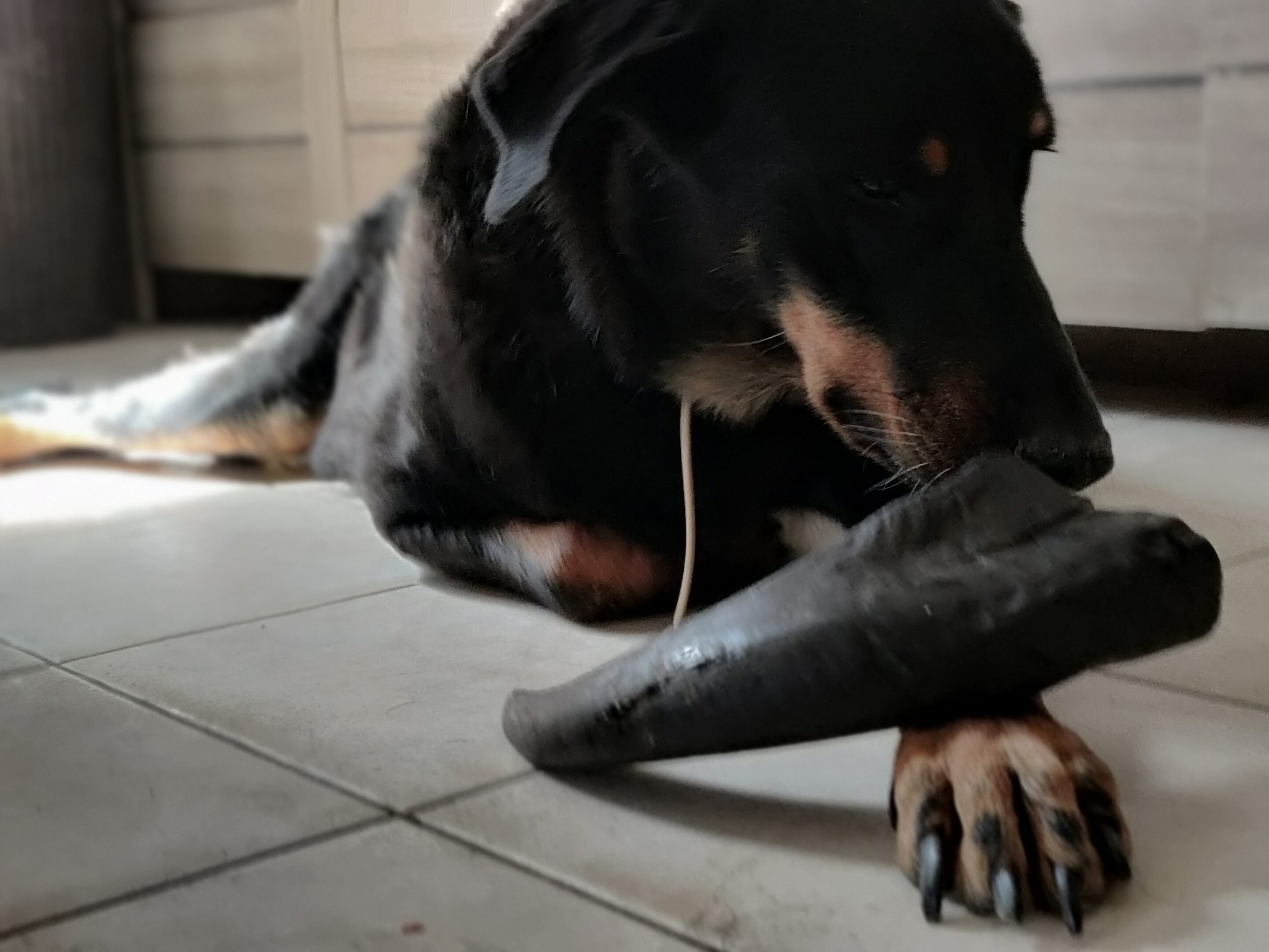 Bénéfices potentiels de la corne de buffle pour les chiens