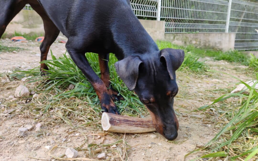 Bois de cerf pour chien : quel âge est idéal ?