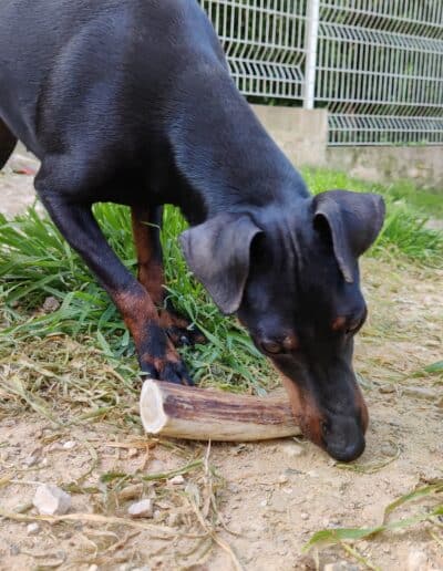 Bois de cerf pour chien quel âge est idéal