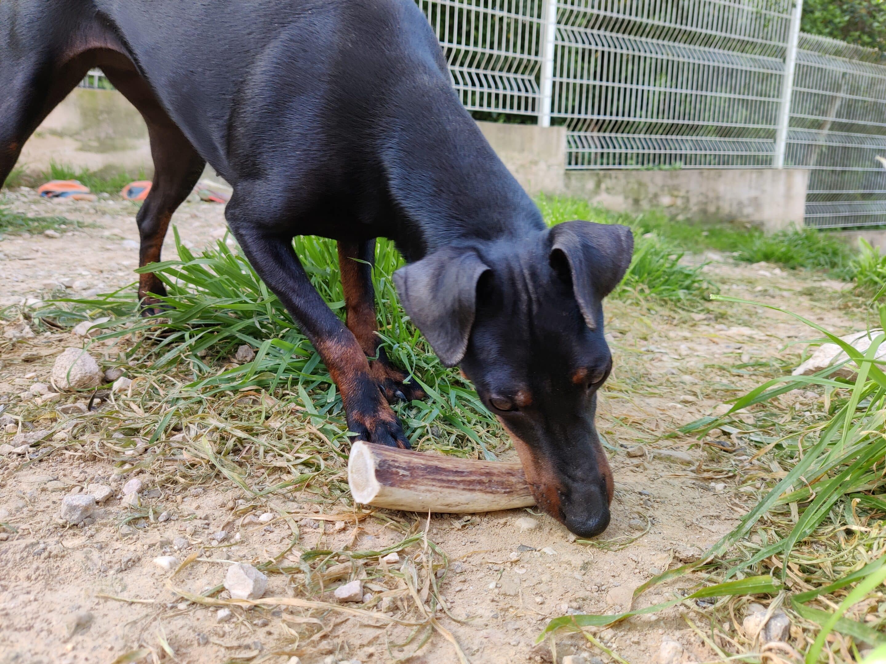 Bois de cerf pour chien quel âge est idéal