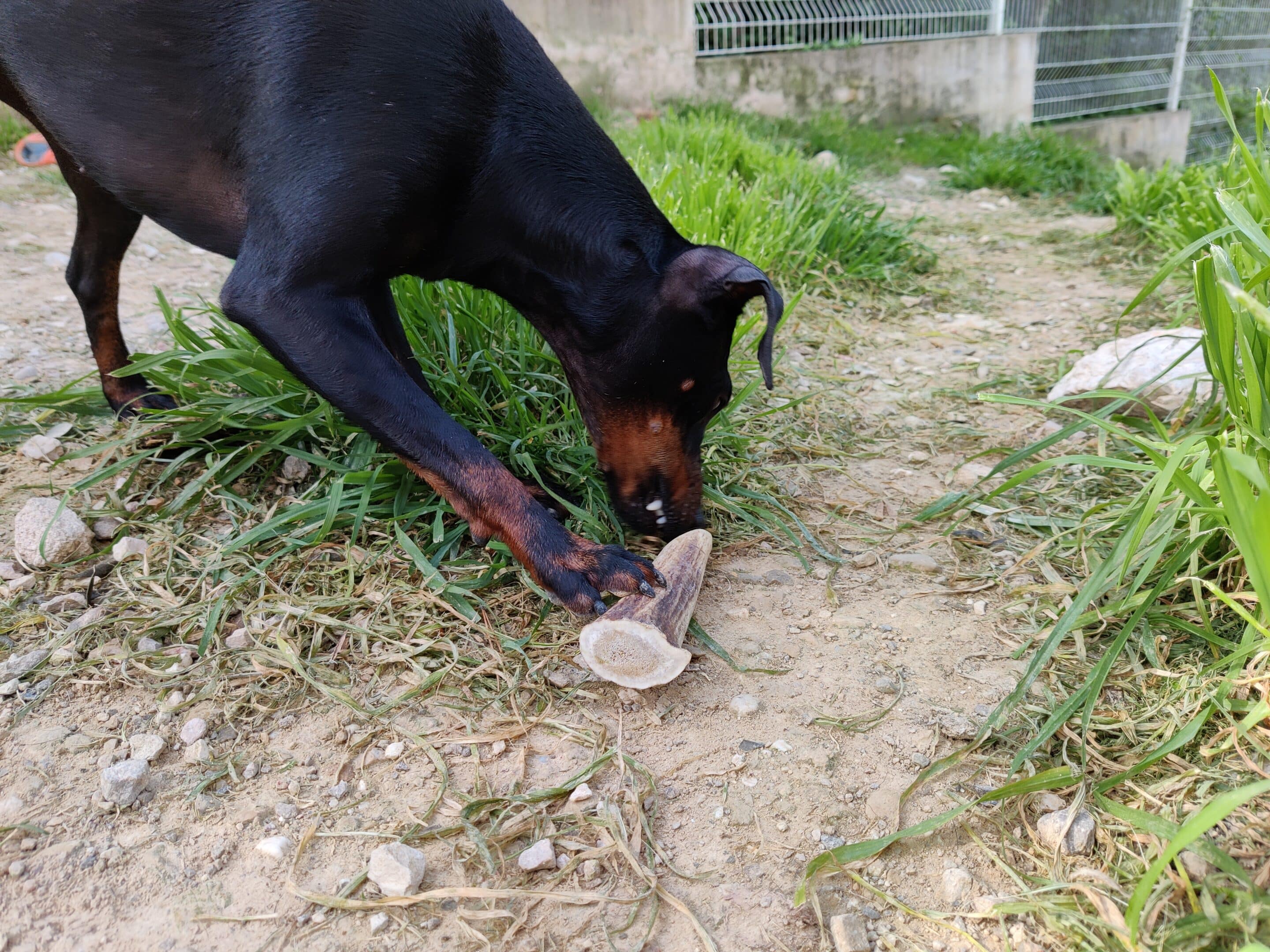 Chien chiot et bois de cerf