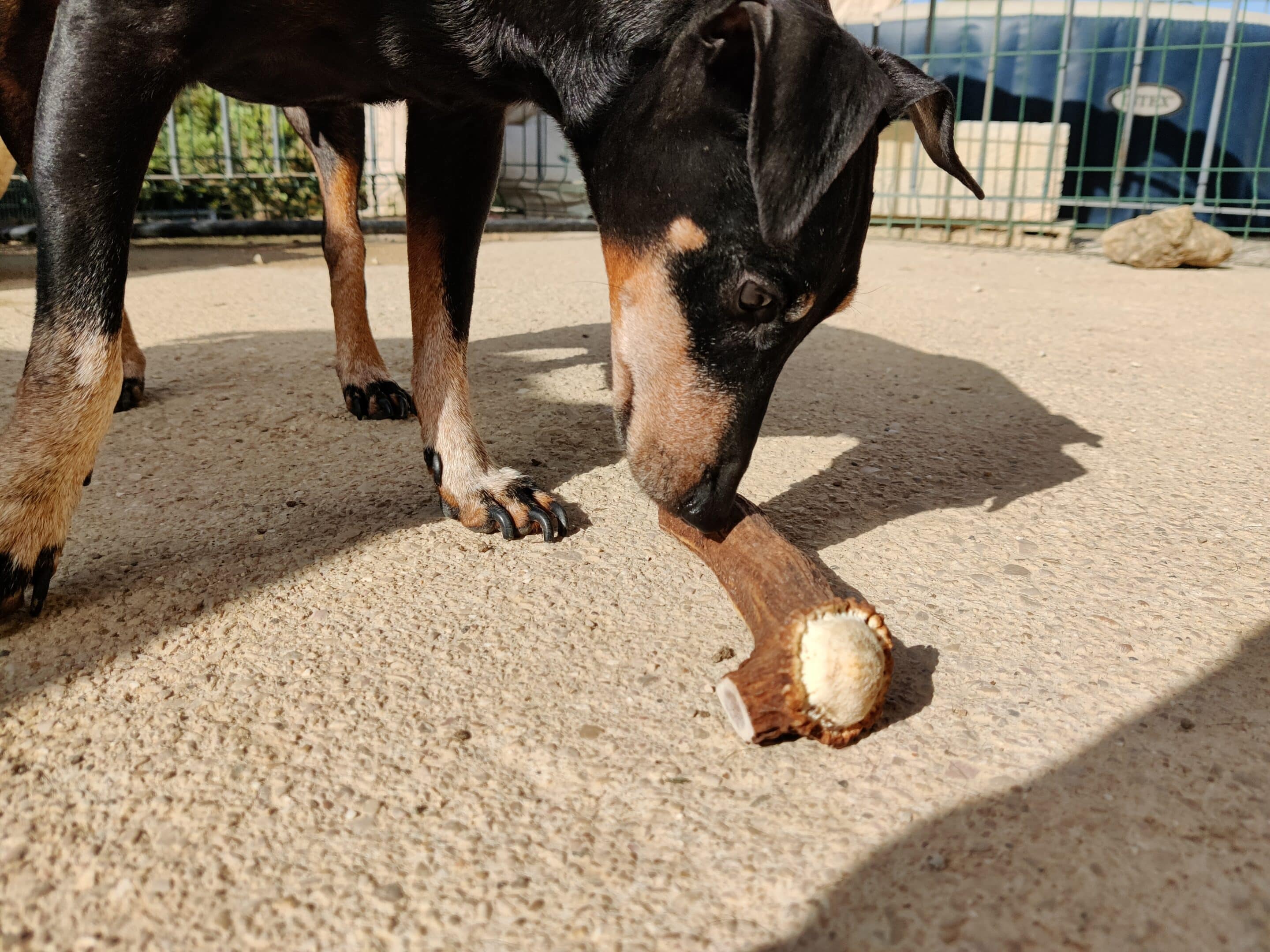 Chiens âgés et bois de cerf