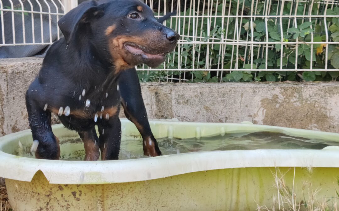 Comment rafraîchir un chien qui a chaud : astuces et conseils pratiques