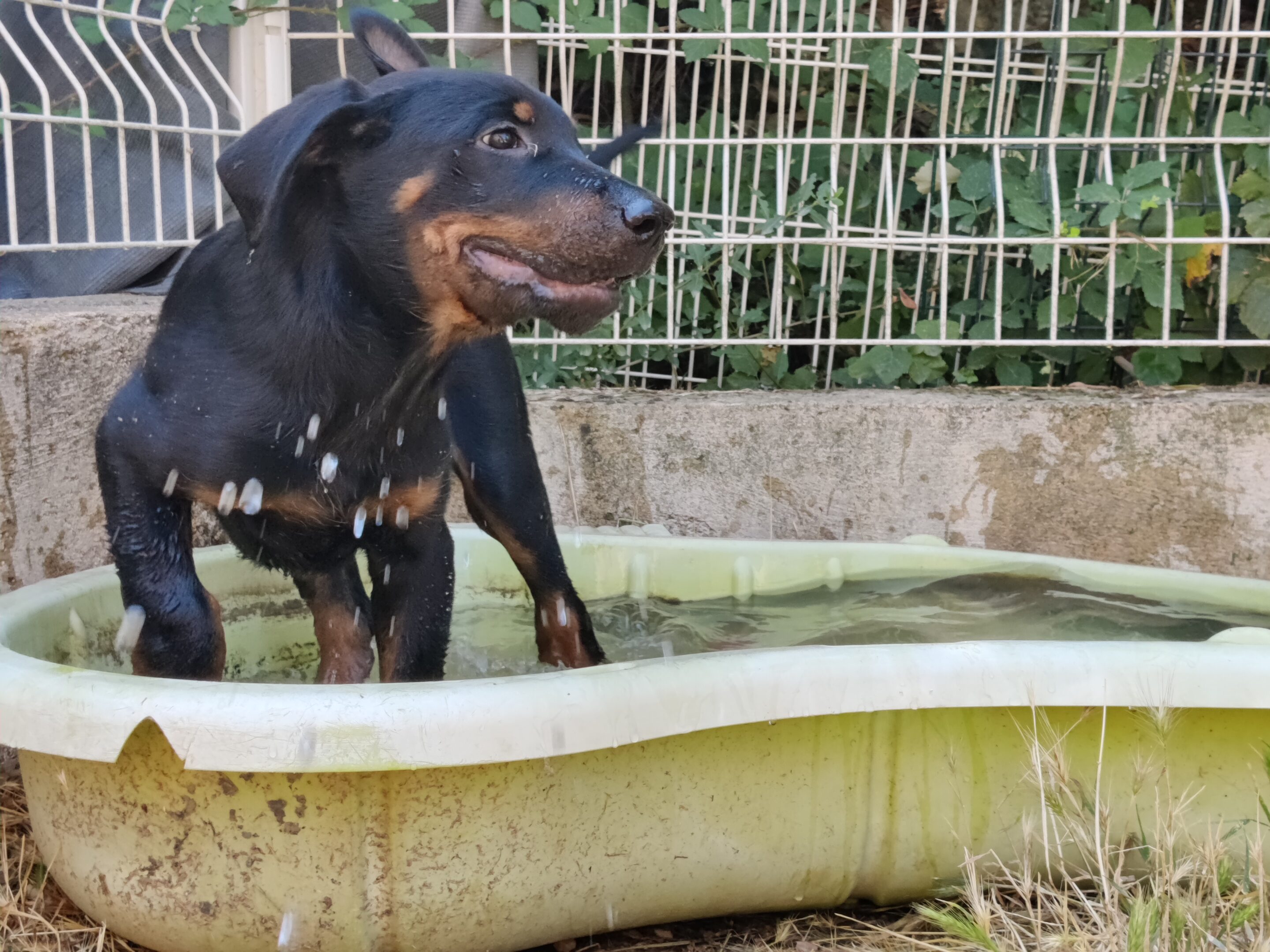 Comment rafraîchir un chien qui a chaud astuces et conseils pratiques