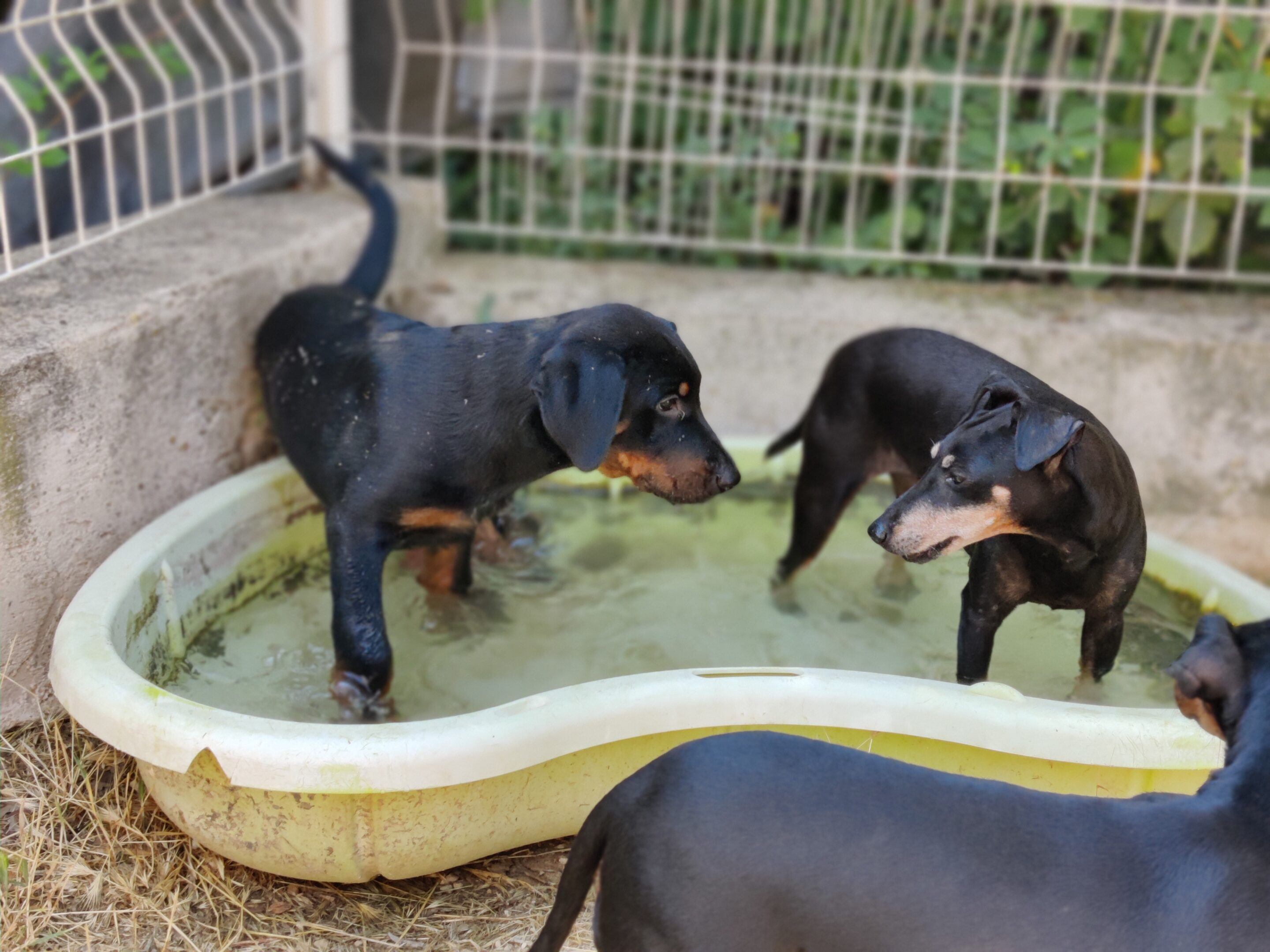 mettre a disposition une petite piscine pour rafraichir son chien