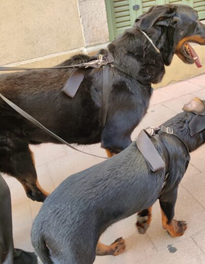 2 laisses 3 points en cuir de buffle et 2 beauceron