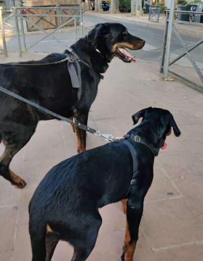 2 laisses 3 points et 2 Beauceron