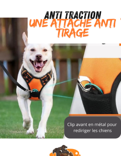 harnais Anti Traction pour chien