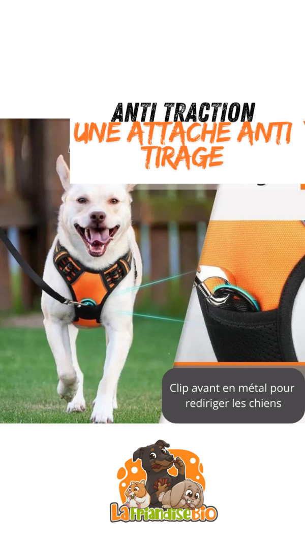 harnais Anti Traction pour chien