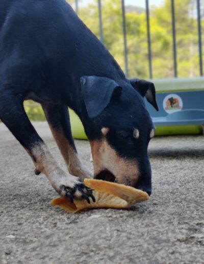 Mancheter Terrier adulte et corne de mouton V2