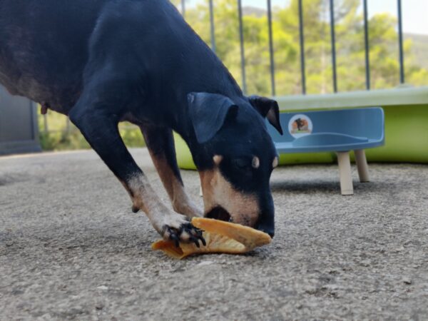 Mancheter Terrier adulte et corne de mouton V2