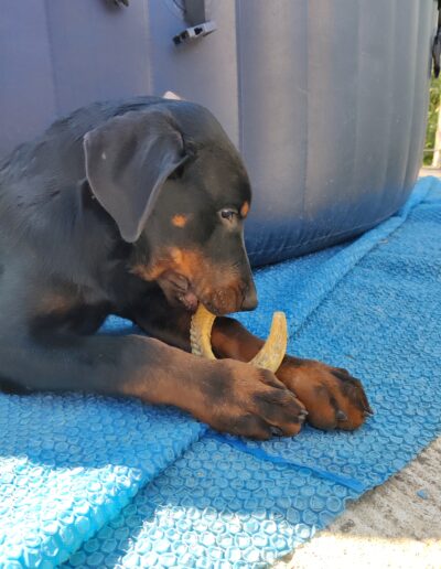 chiot beauceron et corne de mouton