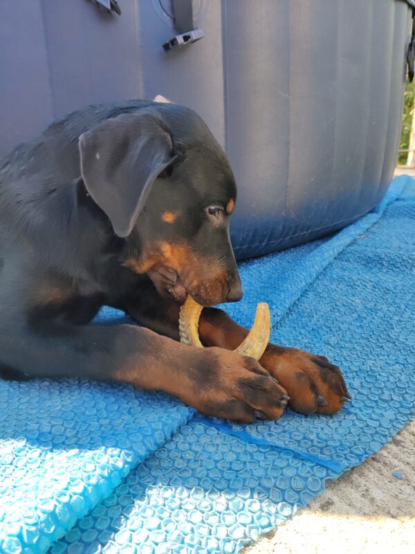 chiot beauceron et corne de mouton