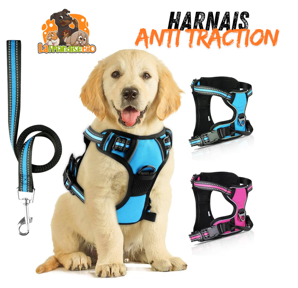 harnais anti traction pour petit moyen et grand chien