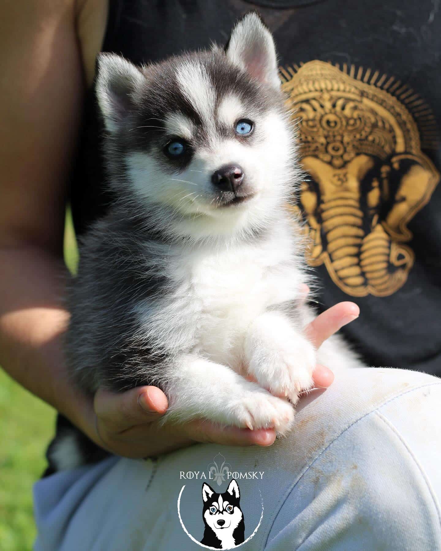 Le tres réputé élevage Royal Pomsky en France