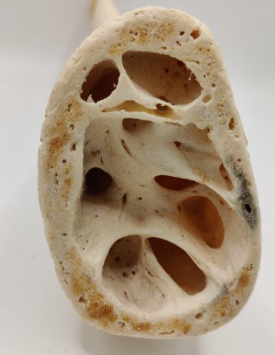 Noyaux de Cornes de Buffle pour mastication