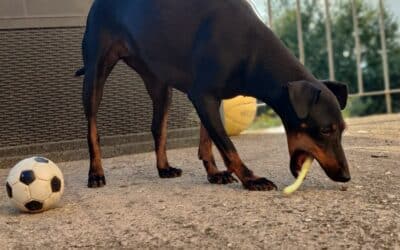 Les meilleurs jouets pour les chiots en période de dentition