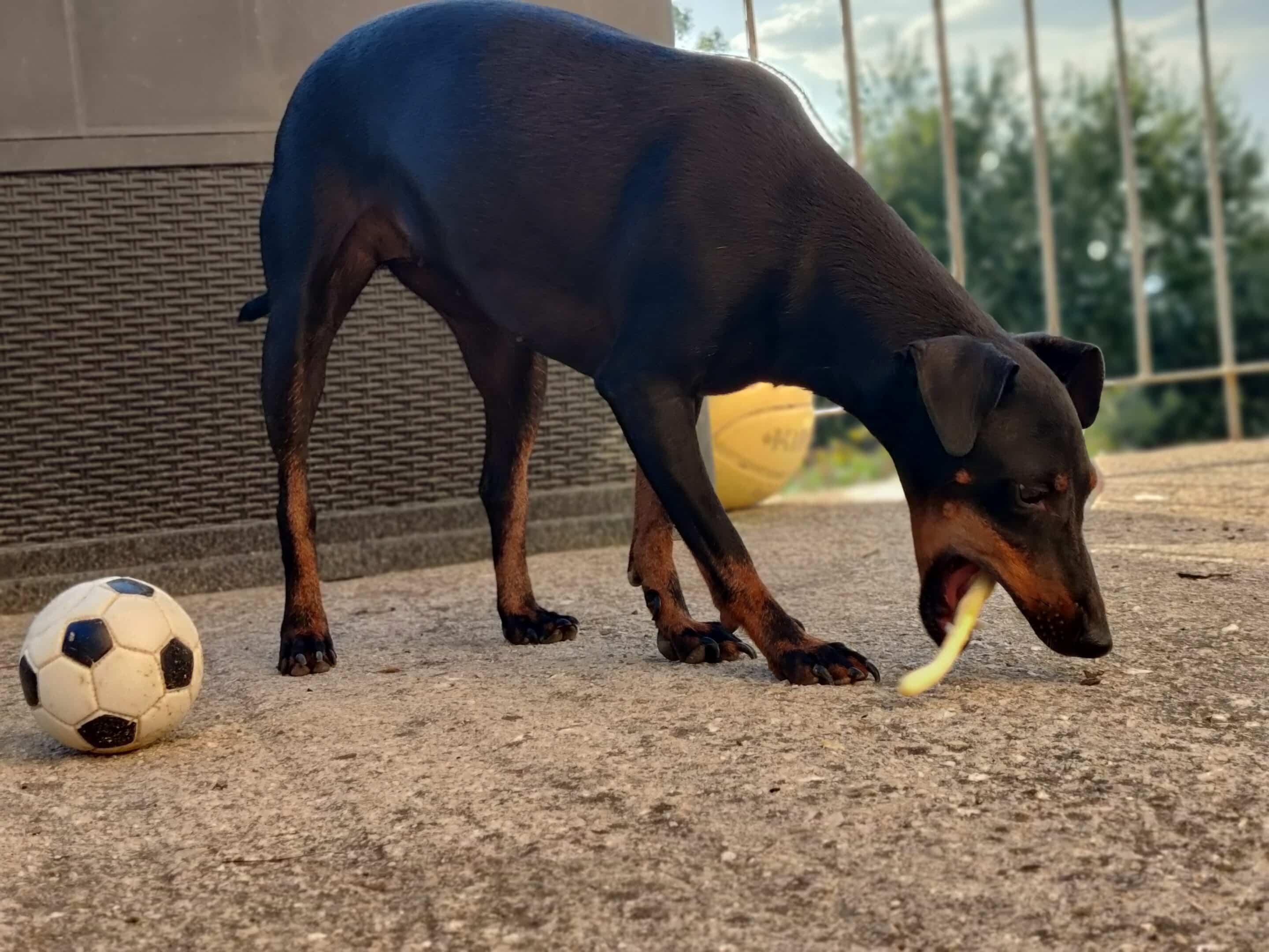 jouets pour un chiot en dentition