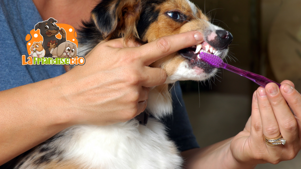 Brosse à dents et dentifrice pour chien