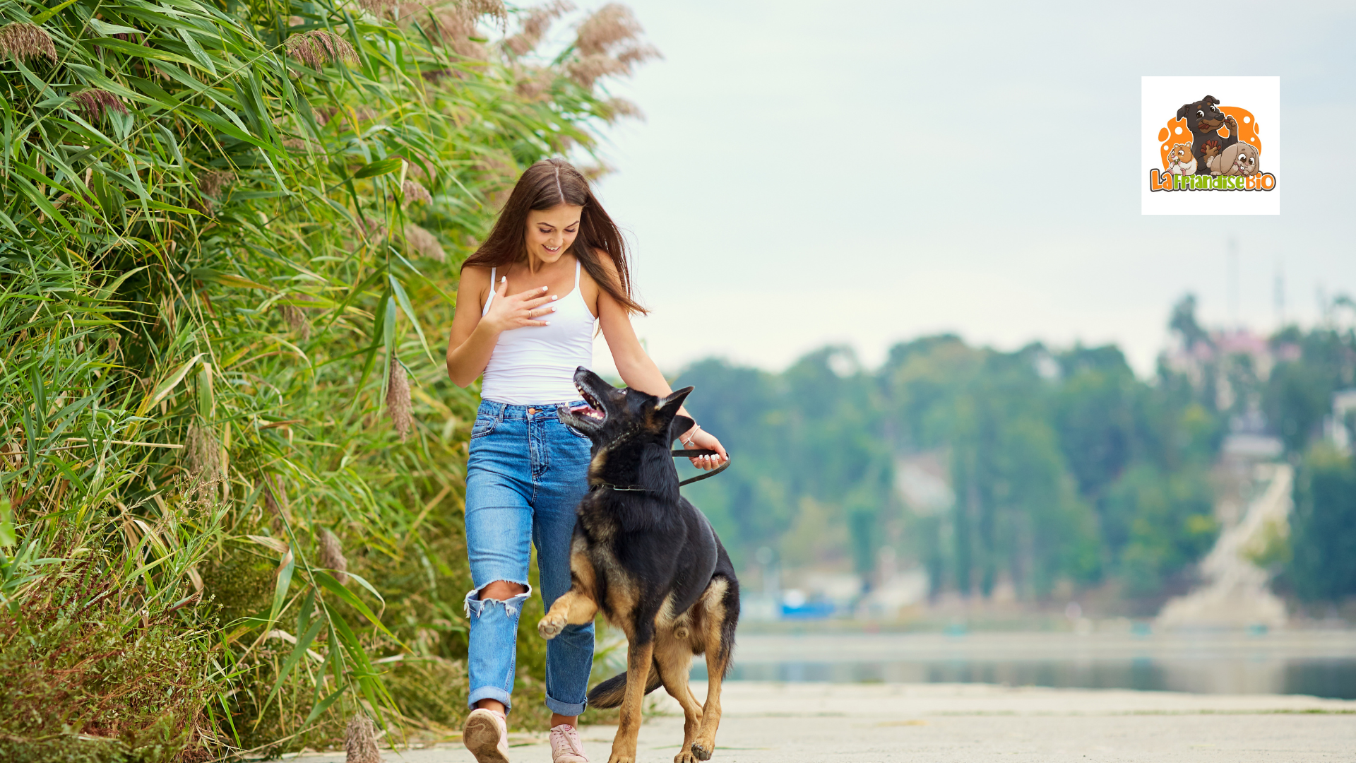 Comment stimuler intellectuellement votre chien