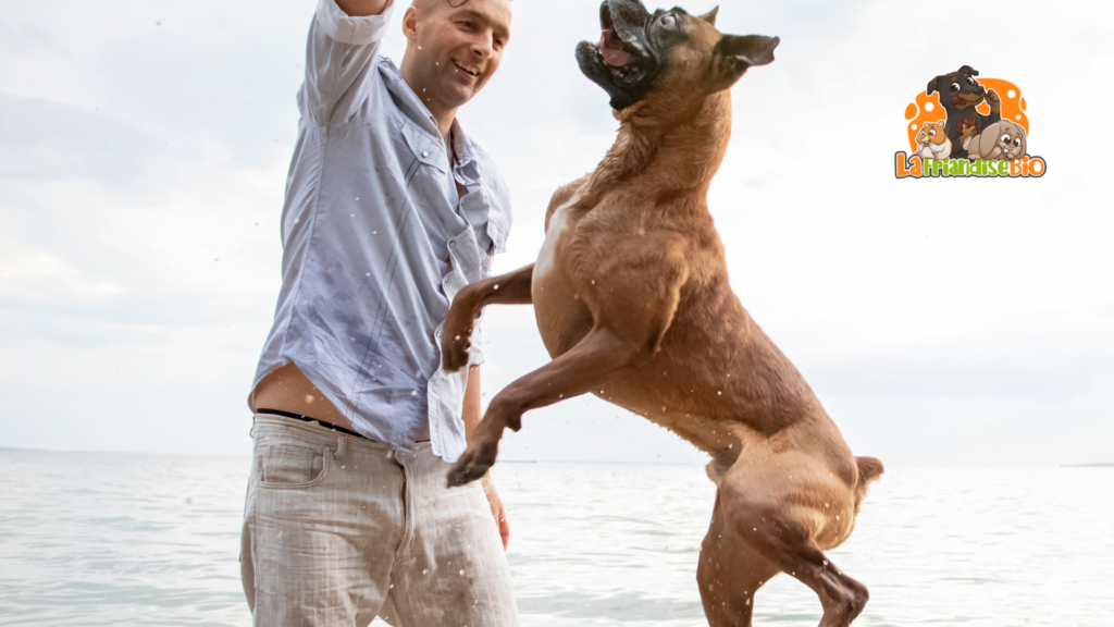 Proposer des activités pour stimuler le chien