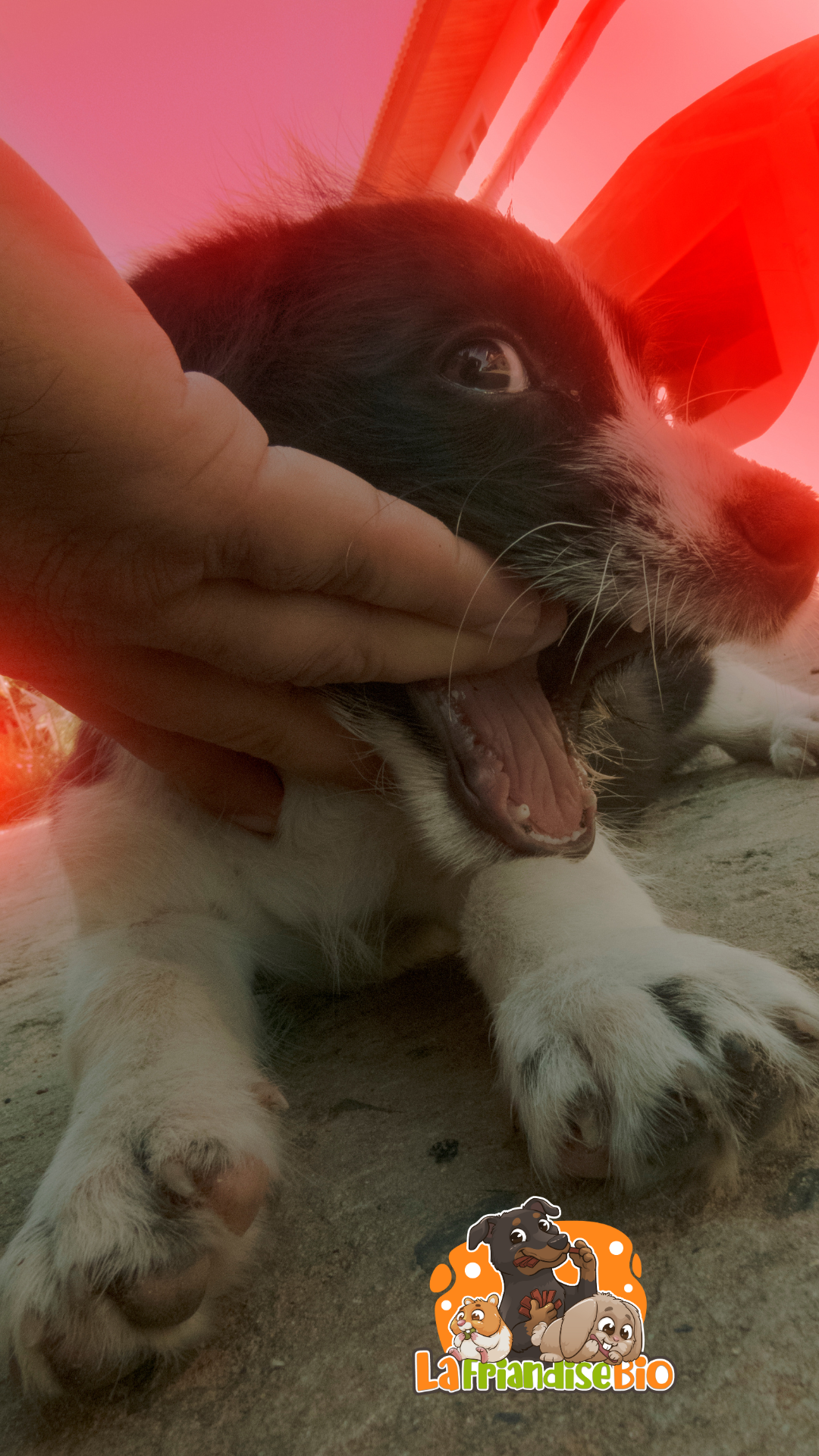 Remèdes maison pour apaiser le mal de dents d'un chiot