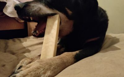 Fromage de Yak pour Chien : Avis, Bienfaits et Précautions