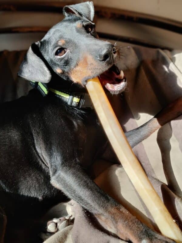 stick en peau de buffle mastication Manchester Terrier