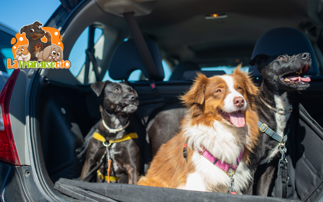 Comment transporter son chien en voiture? Astuces et Conseils pratiques