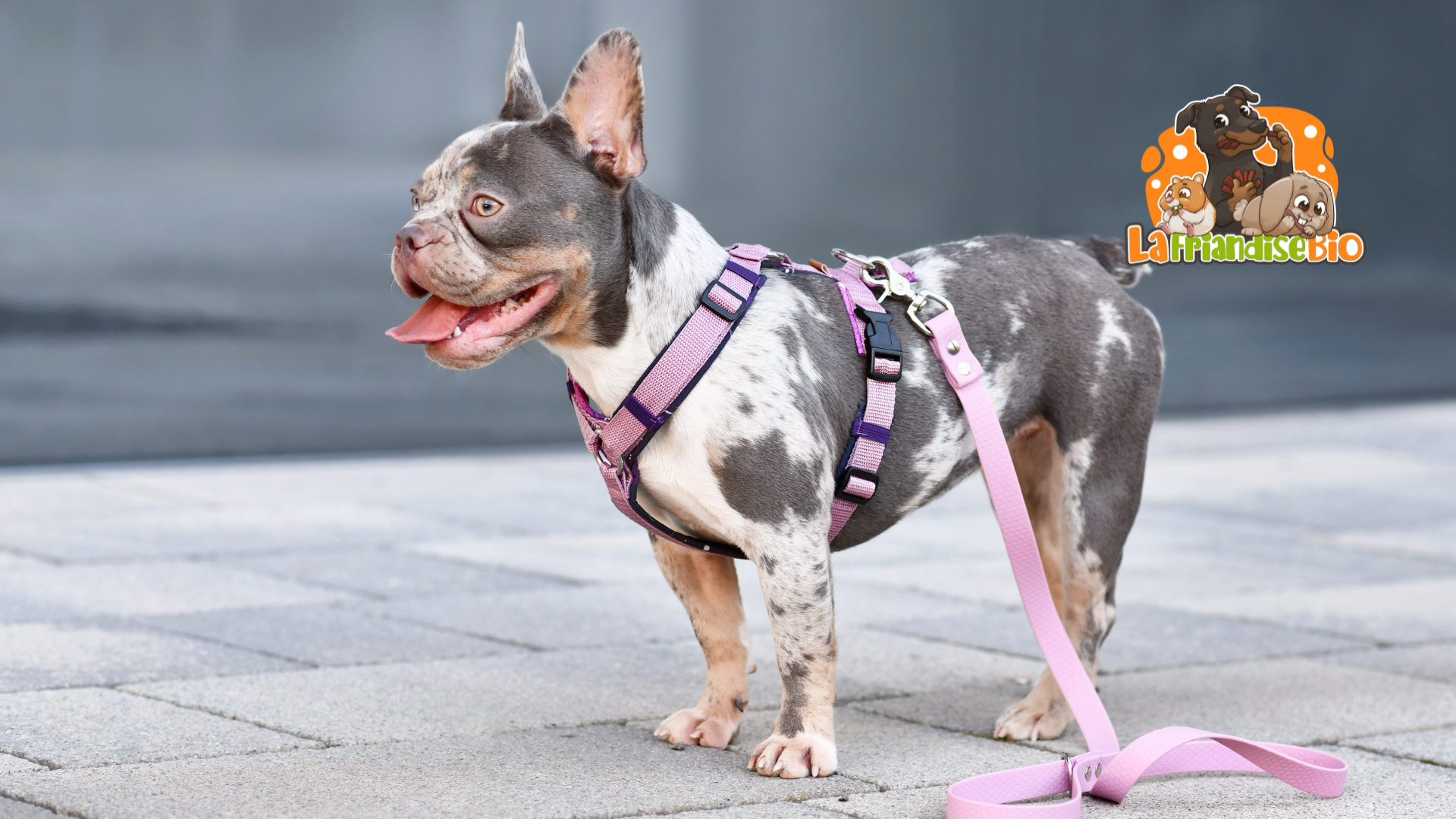 Meilleur Harnais pour Chien