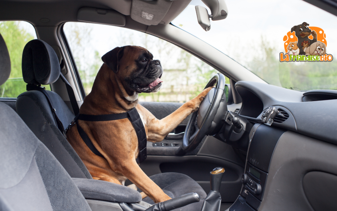 Transporter un chien en voiture : ce que dit la loi et bonnes pratiques