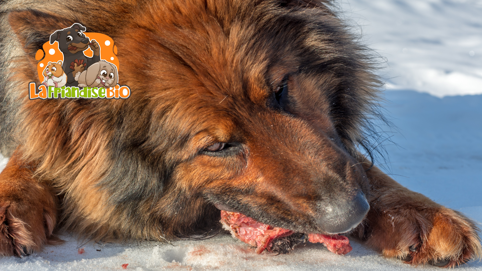 Quelle est la meilleure viande pour un chien